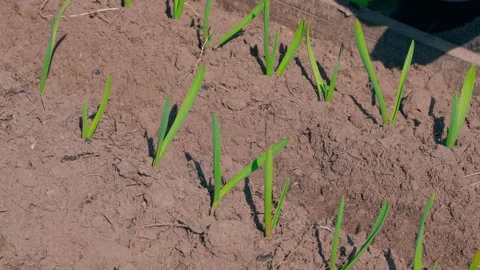The process of planting seeds in a vegetable garden on a sunny spring day. Green Stock Footage 307425190
