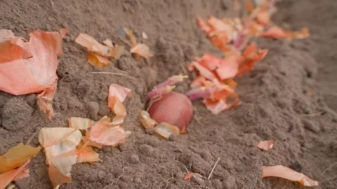 The process of planting sprouted potatoes. Dry onion shells along with red Stock Footage 254411005