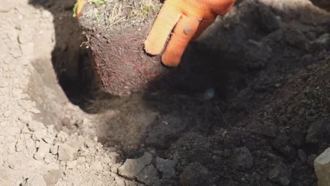 The process of planting the Teddy thuja plant, placing the plant with a lump of Stock Footage 305232467