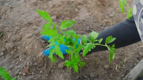 The process of planting tomato seedlings close-up. Female hands in blue gloves Stock Footage 314766330
