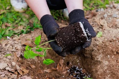 The process of planting tomato seedlings. Stock Photos