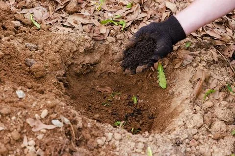 The process of planting tomato seedlings. Stock Photos