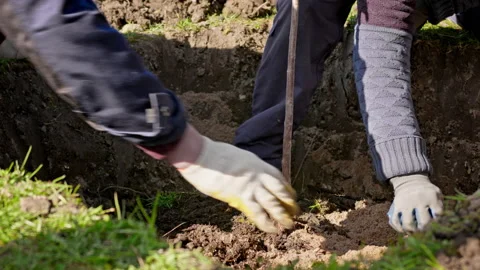Process of planting tree in ground by farmers. People cover roots of planted Stock Footage 191019087