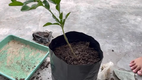 The process of planting trees in pots Video stock 322911648