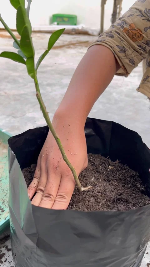The process of planting trees in pots Video stock 322911651