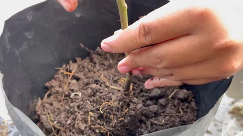 The process of planting trees in pots Stock Footage 322911652