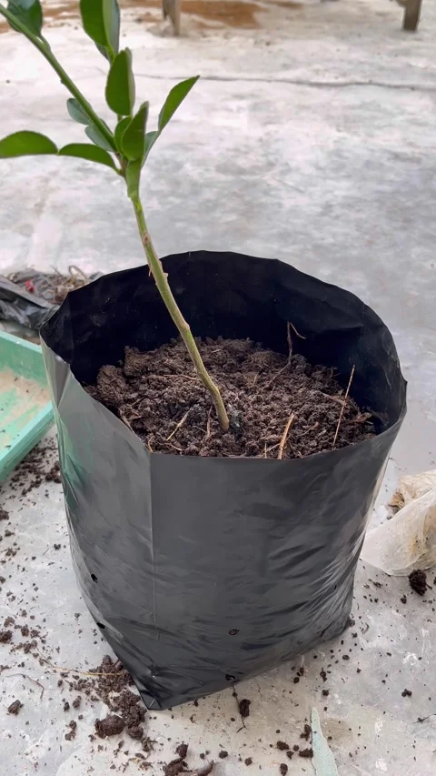 The process of planting trees in pots Video stock 322911653