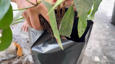 The process of planting trees in pots. Planting tree seedlings in pots Video stock 322962966