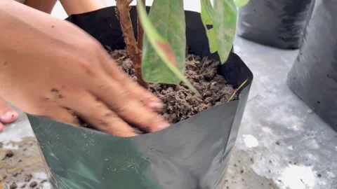 The process of planting trees in pots. Planting tree seedlings in pots Stock Footage 322962970
