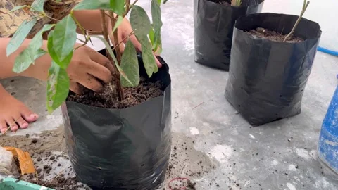 The process of planting trees in pots. Planting tree seedlings in pots Video stock 322962984