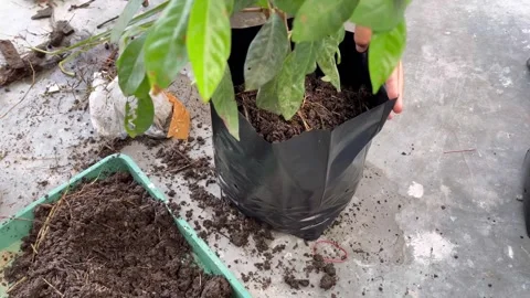 The process of planting trees in pots. Planting tree seedlings in pots Video stock 322962999