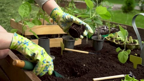The process of planting vegetable. Seasonal work on planting seedlings of flower Stock Footage 155390037