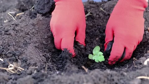 The process of planting a watermelon sprout. Video stock 157589562