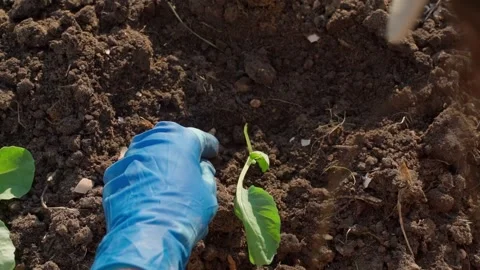 Process of planting white cabbage seedlings into garden bed Видео 342940963