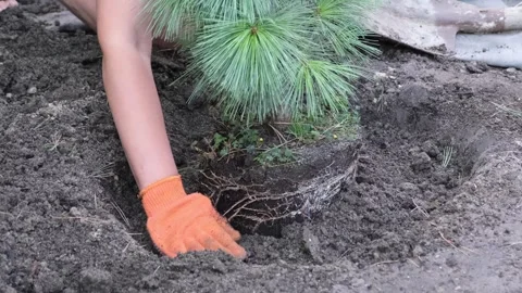 The process of planting a white pine Withhorse in the ground Stock Footage 305188338