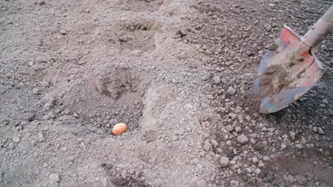 The process of planting white potatoes in the ground in spring. Throwing seed Stock Footage 196726506