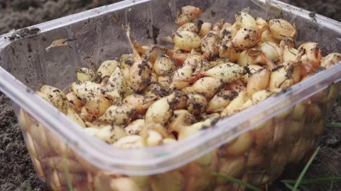 The process of planting winter onions in the ground from a plastic box Stock Footage 143589520