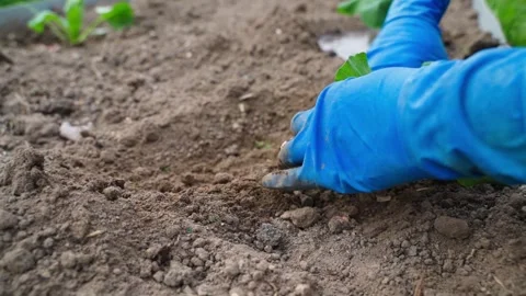 The process of planting young cabbage sprouts in the soil of a vegetable garden Stock Footage 313465163