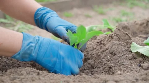 The process of planting young cabbage sprouts in the soil of a vegetable garden Stock Footage 313465188
