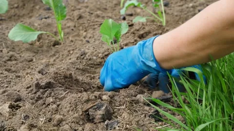The process of planting young cabbage sprouts in the soil of a vegetable garden Stock Footage 313465221