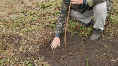 Process of Planting a Young Tree in Autumn. Planting Persimmon Seedling Stock Footage 119281551
