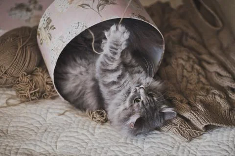 The process of playing a beautiful cat in a cardboard box 988. Stock Photos