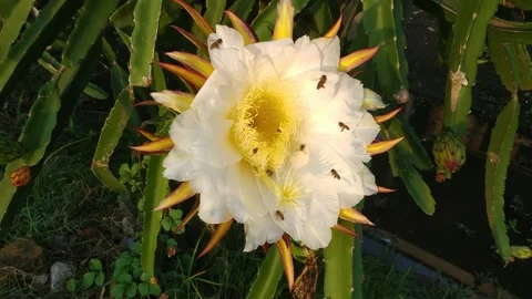 The process of pollinating dragon fruit Stock Footage 236935991