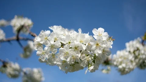 The process of pollination during the spring flowering in the cherry orchard Stock Footage 116329925