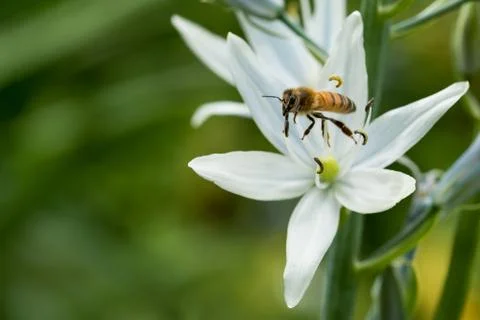 Process of Pollination Foto stock