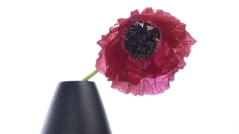 The process of Poppy flowers gradually withering. Stock Footage 282084761