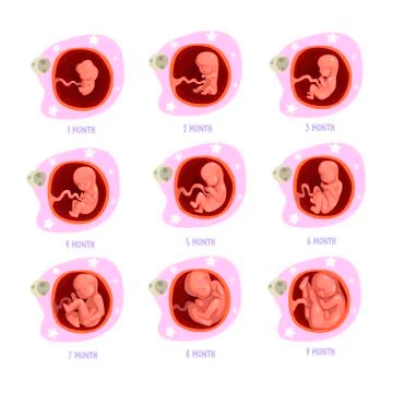 Process of pregnancy from 1st to 9th months. Fetal development. Baby growth Stock Illustration