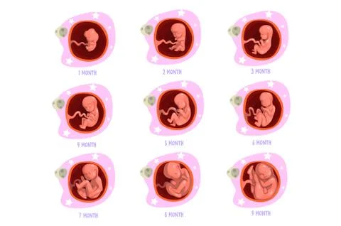 Process of pregnancy from 1st to 9th months. Fetal development. Baby growth Stock Illustration