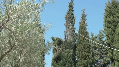 Process of preparation pine tree top for cutting, tree trunk bonded with rope Video stock 236939322