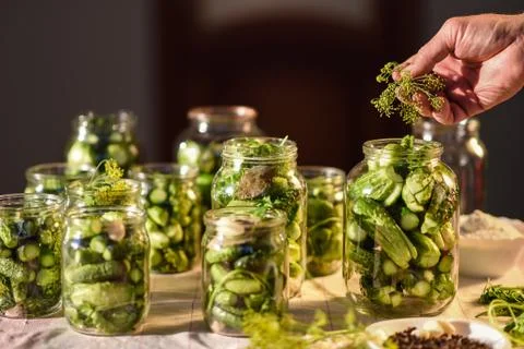 The process of preparation of salty cucumbers for canning, Ukraine Stock Photos