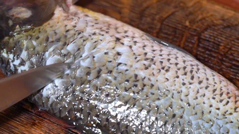 The process of preparing carp for frying in a frying pan Stock Footage 251948900