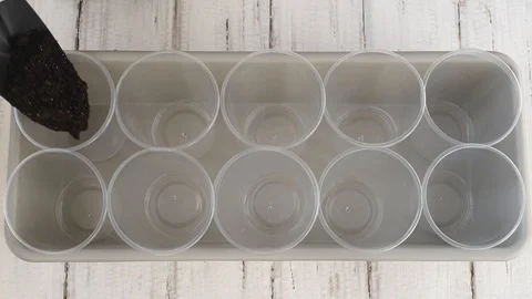 The process of preparing for growing seedlings. Plastic cups for earth and se 스톡 동영상 125195891