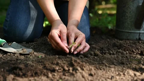 The process of preparing the land and planting germinated seedlings in an Stock Footage 210108561