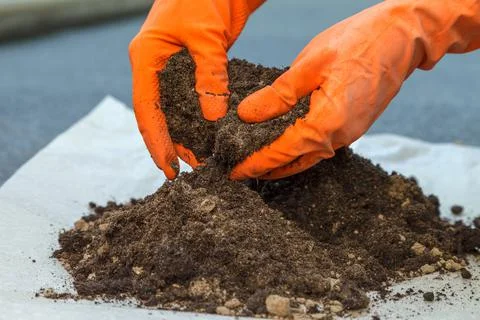The process of preparing the soil for planting indoor plants 스톡 사진