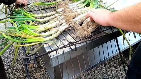 Process of preparing traditional catalan raw onions. (Calçots) Stock Footage 131680695