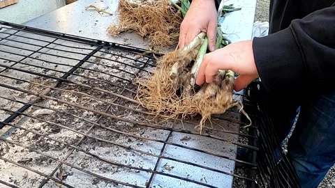 Process of preparing traditional catalan raw onions. (Calçots) Stock Footage 131681111