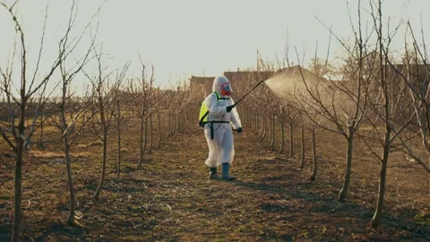 The process of processing garden trees in spring. Stock Footage 229182129