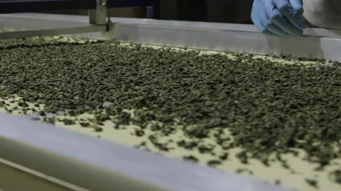 The process of processing green tea leaves on the conveyor of a tea factory. The Video stock 227800845
