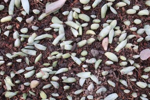 Process of propagating succulents from leaf cuttings Stock Photos