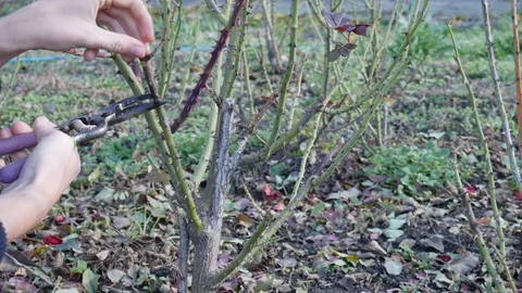 Process of pruning roses in autumn. Roses before winter. Trimming plants Stock Footage 119760246