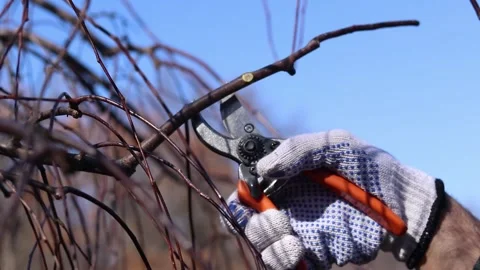 The process of pruning tree branches in the garden Stock Footage 331164022