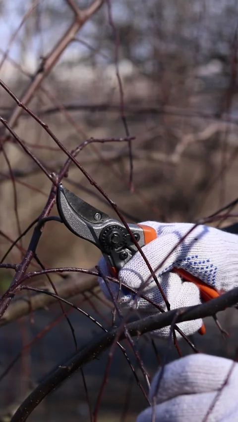 The process of pruning tree branches in the garden, close-up Stock Footage 331164052