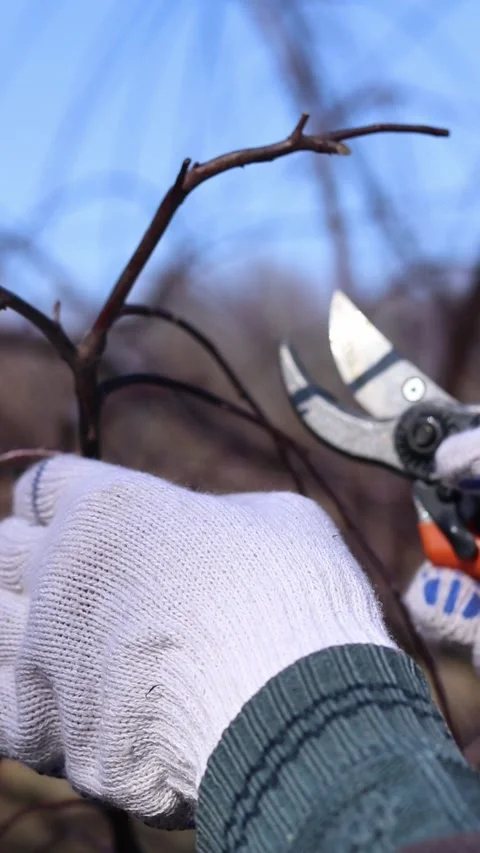 The process of pruning tree branches in the garden, close-up Stock Footage 331164071