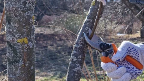 The process of pruning a tree in the garden in spring, close-up Stock Footage 332868365