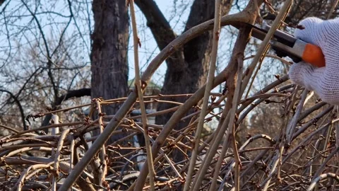 The process of pruning a tree in the garden in spring Stock Footage 332868659