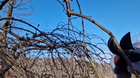 The process of pruning a tree in the garden in spring Stock Footage 334166395